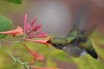 hummingbird